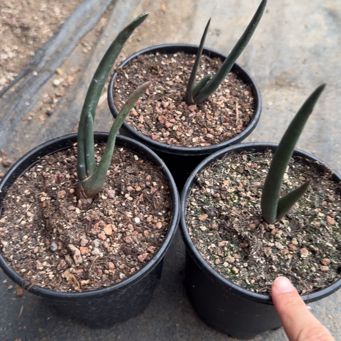 索赞芦荟量拍多肉