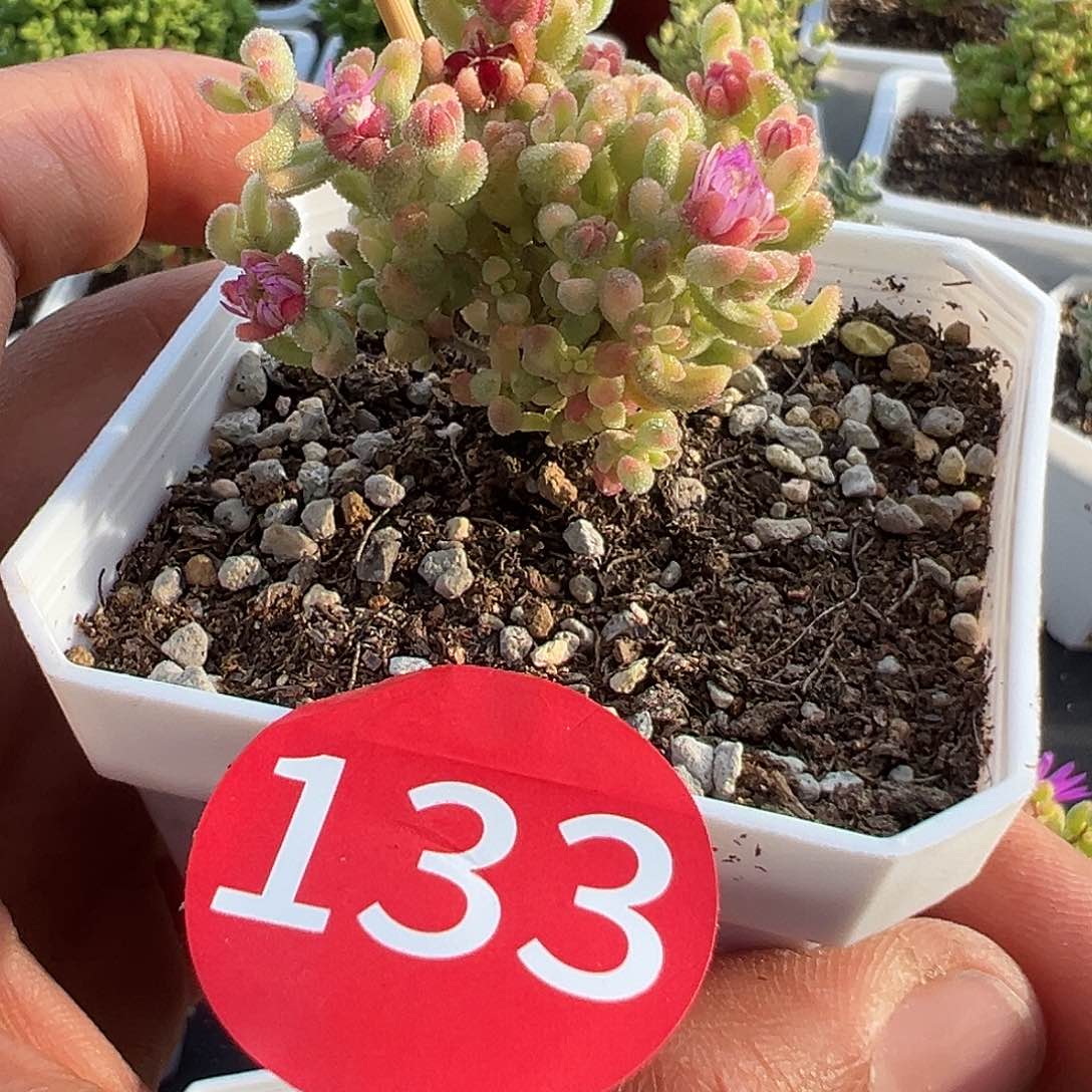 铃**开4.20红宝石锦多肉植物133