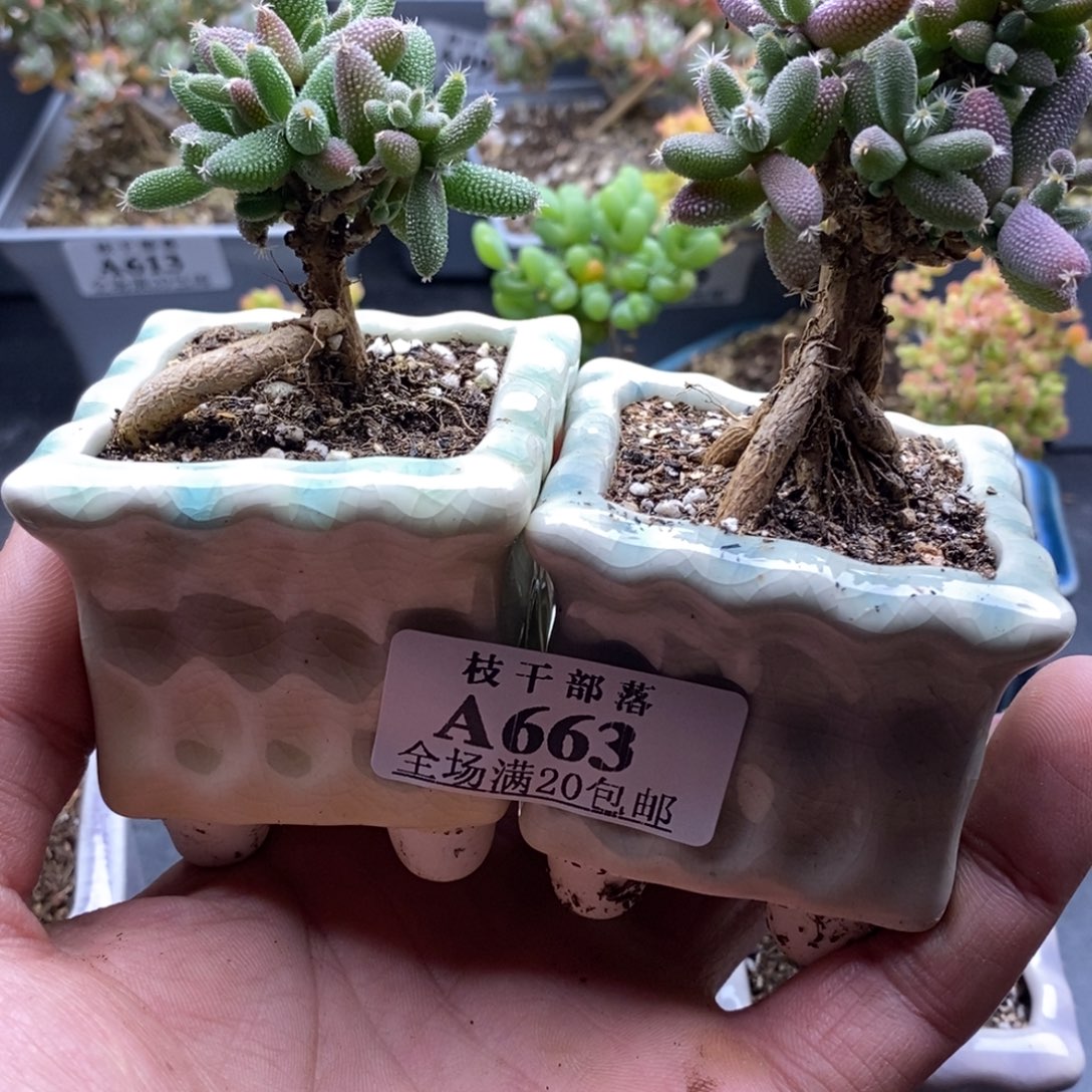 浩***哥玉米两颗663。         