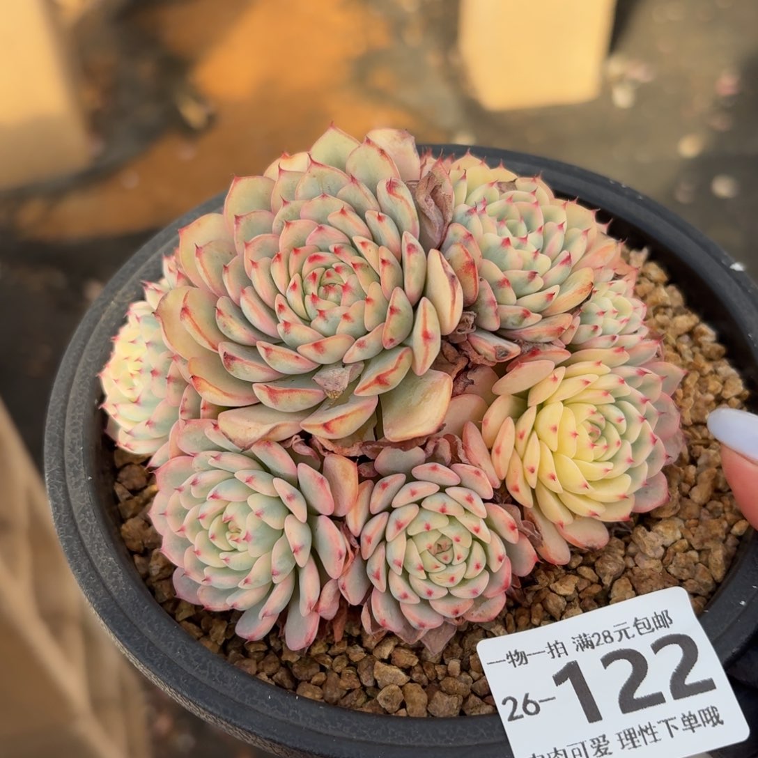 姬莲锦无盆土发货无