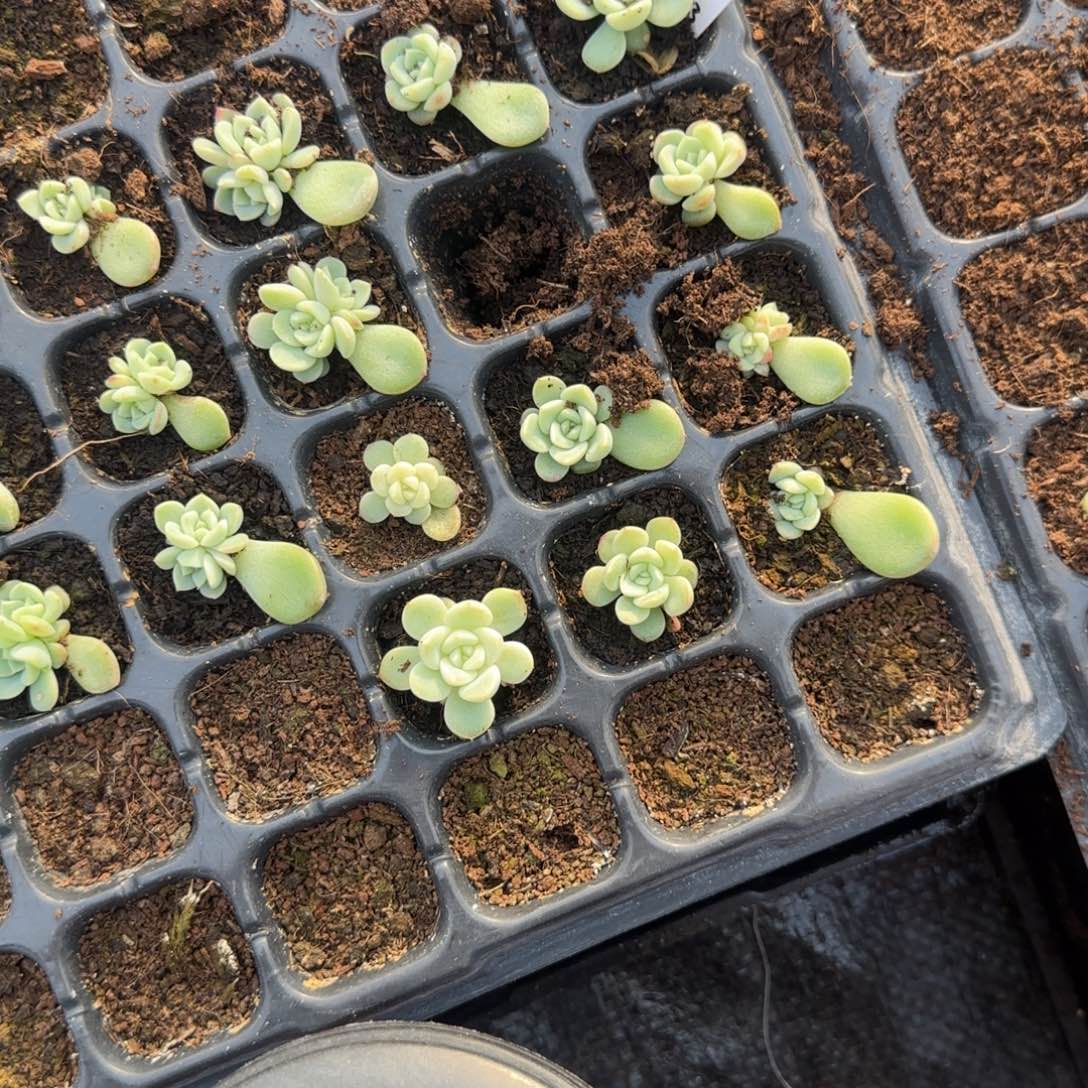 Y39 穴一个满25包邮