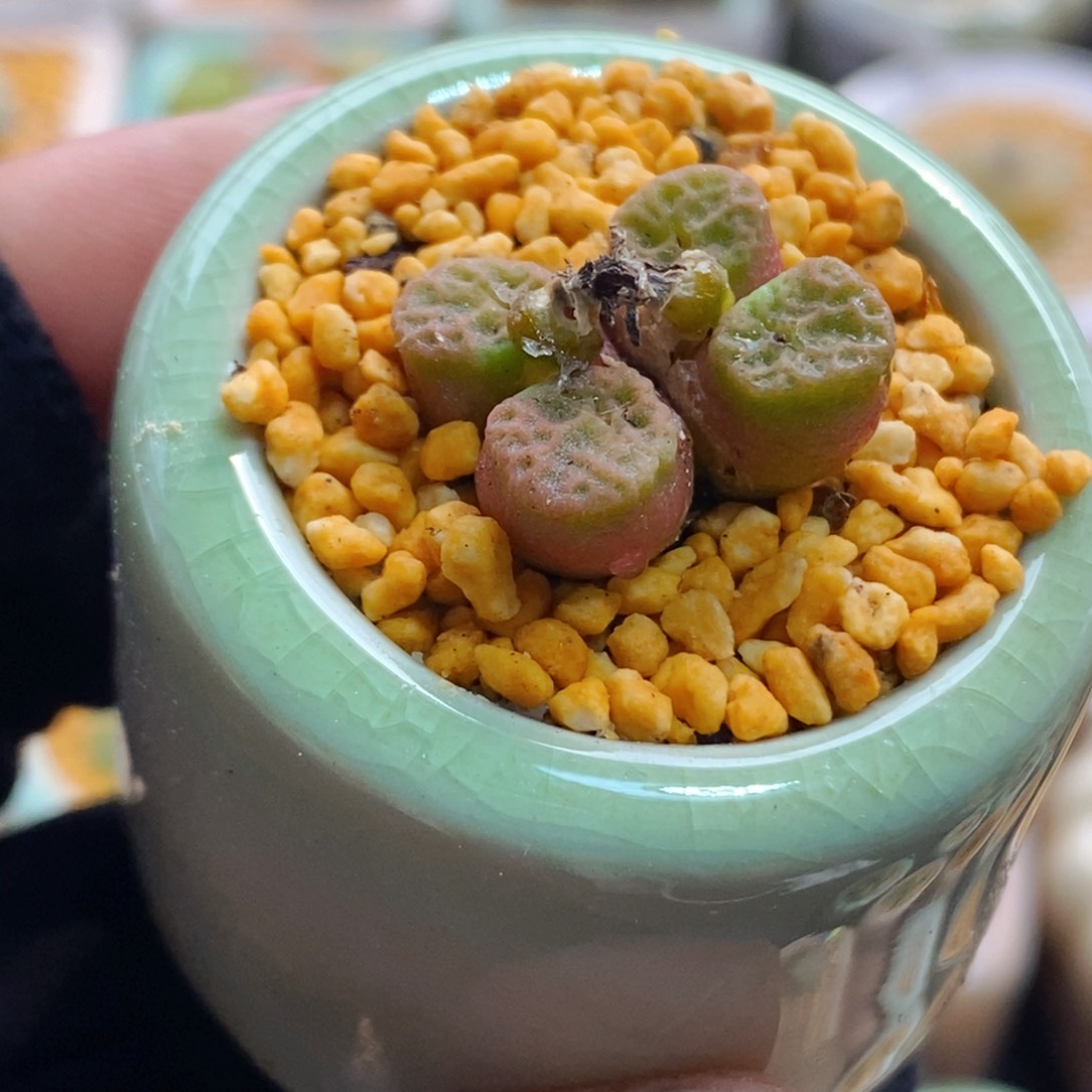 7711--一物一拍 带盆