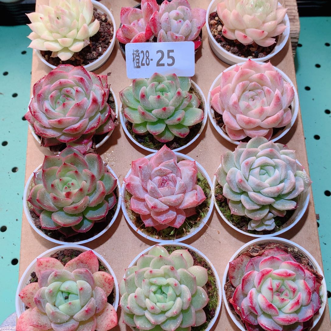 28-25一物一拍多肉带盆18颗