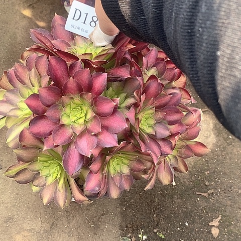 1821韶华多肉法师锦