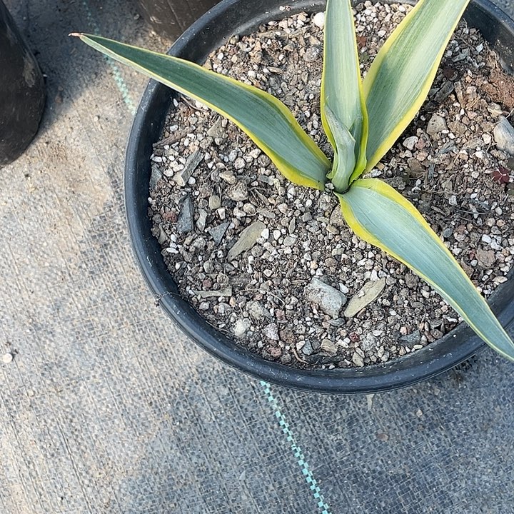 一***景无花朵龙舌兰绿色植物