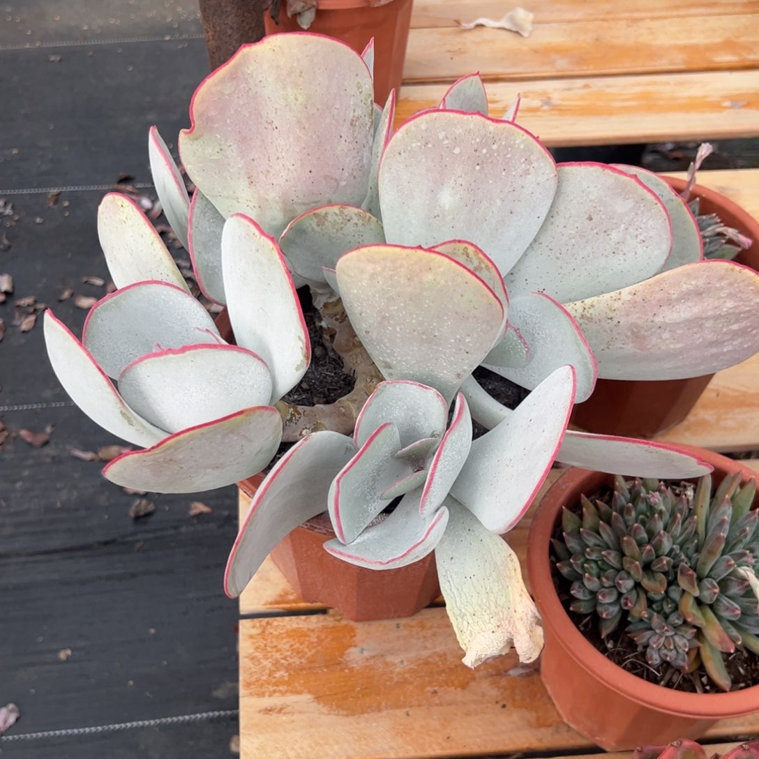 多肉大群白眉【非偏远满18包邮】