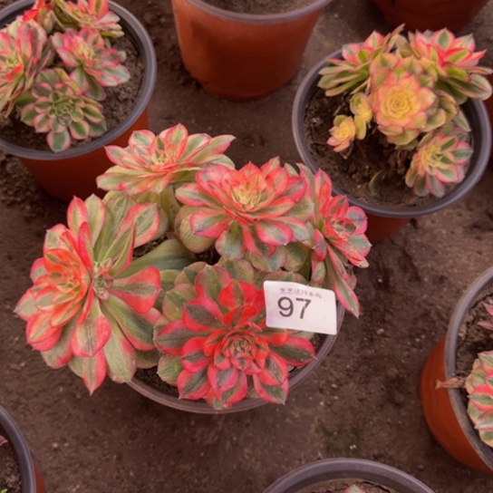 倾城1号棚97多肉植物