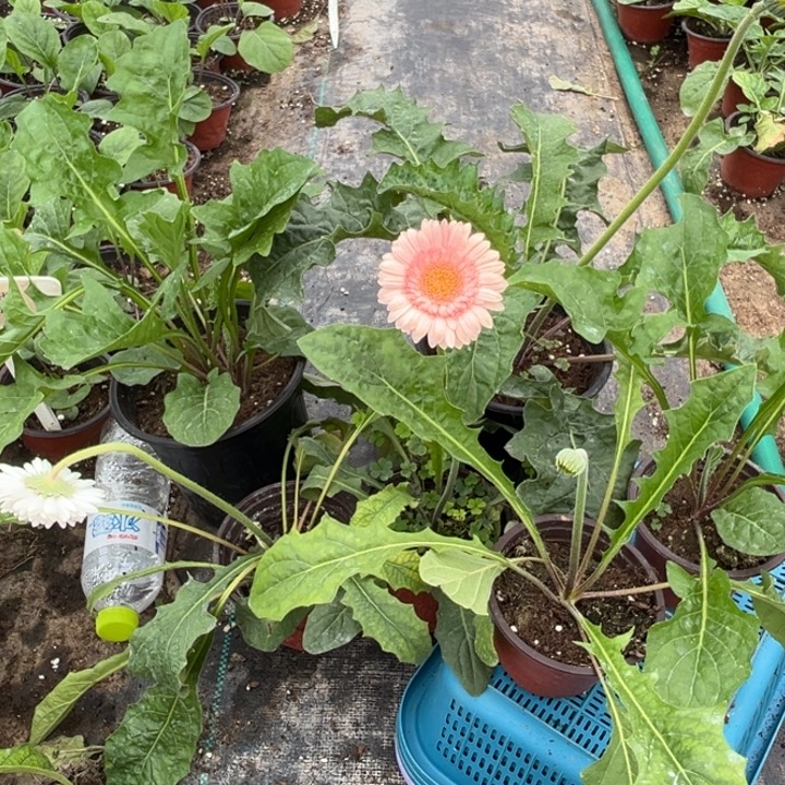 樱***子无花朵新品月光➕安妮