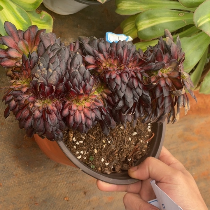 1黑瞳户中班缀化法师