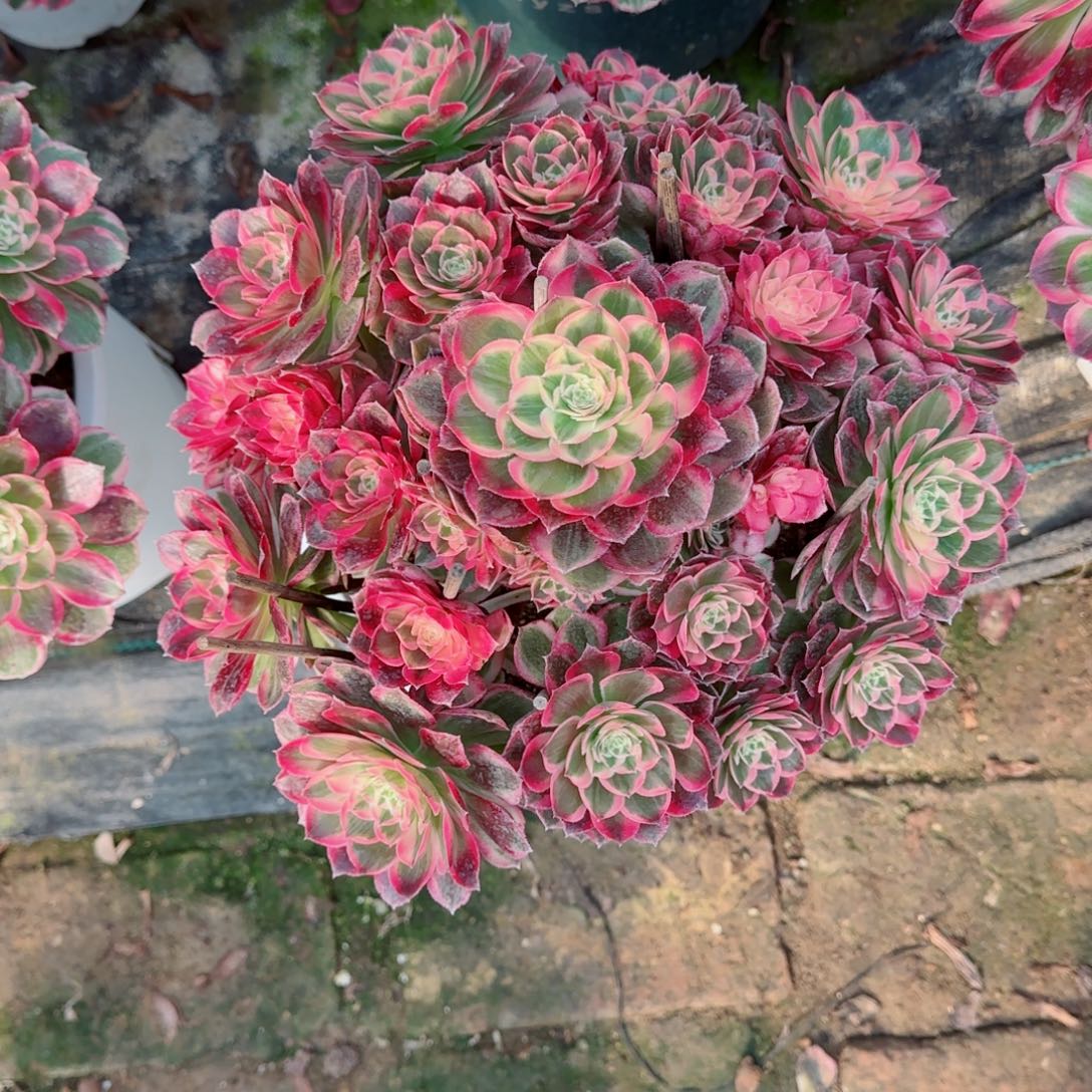 颜***钰西施，多肉植物生长