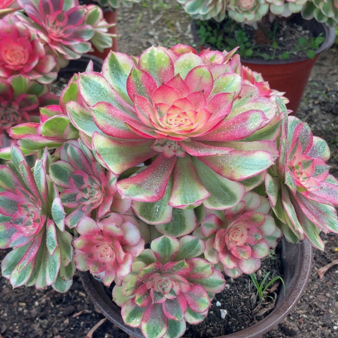 774荔枝精品法师老桩