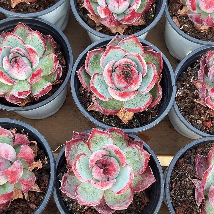 大单头   惊鸿(原价9米)