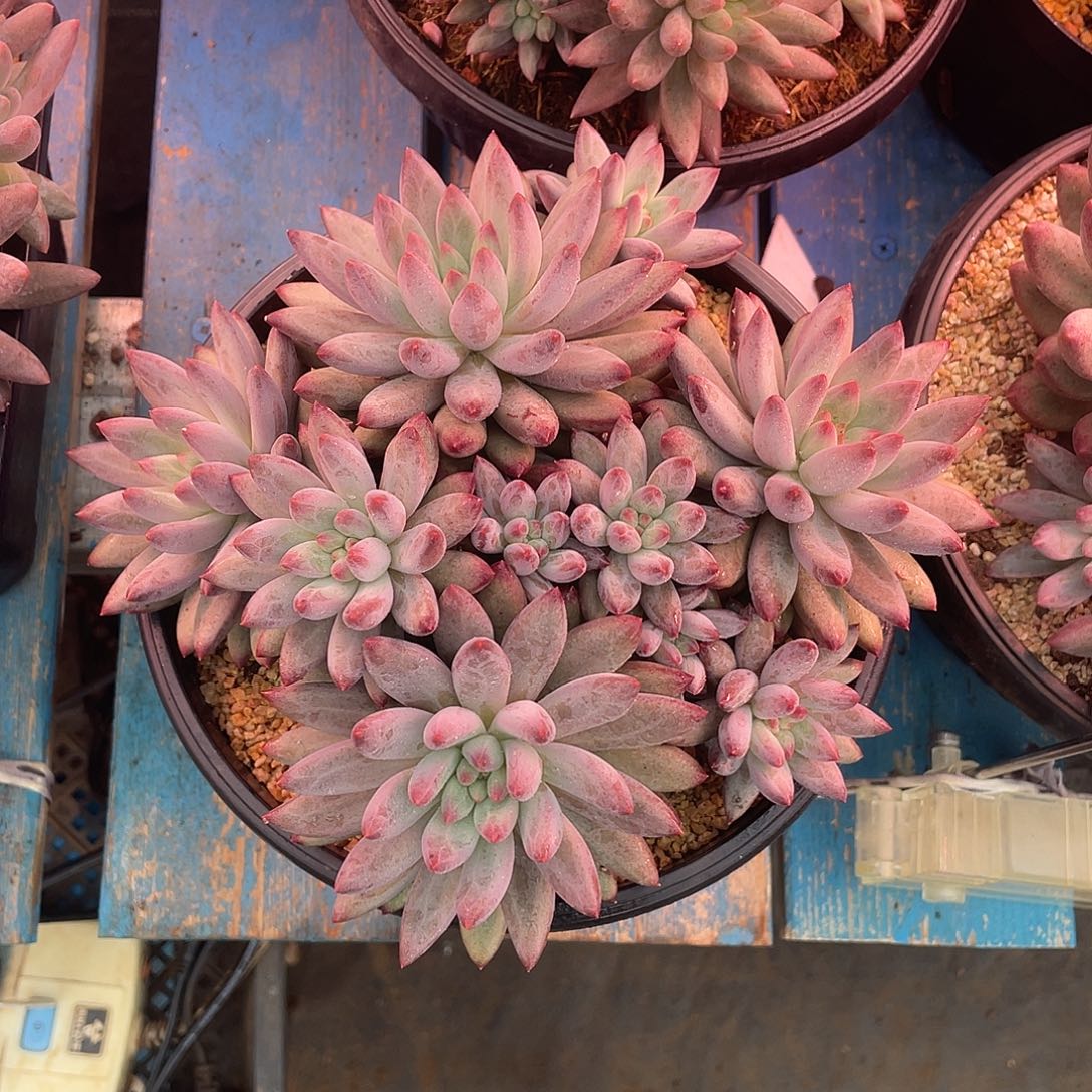 无砍大群虞美人多肉