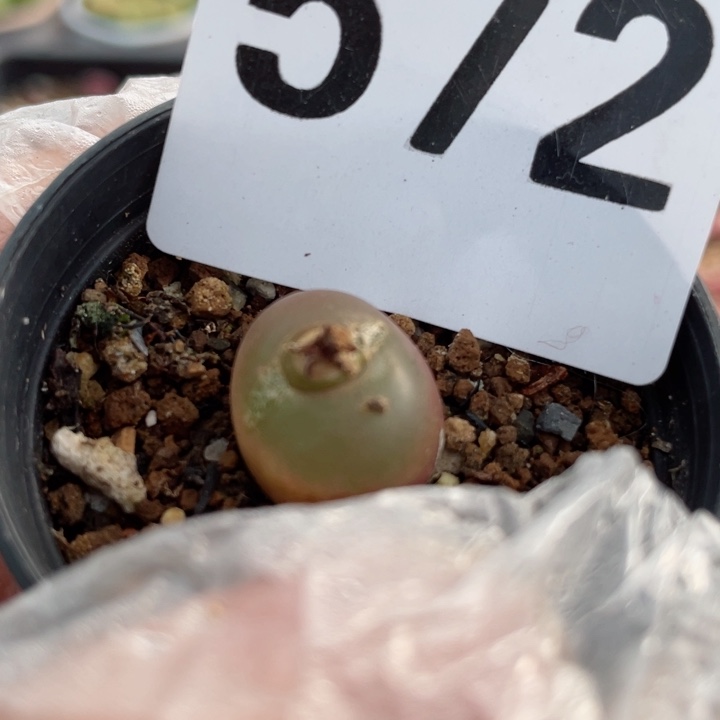 572吕氏红宝石母本