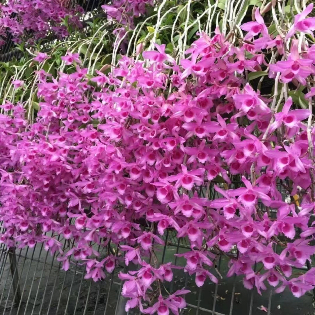 直播间谈好价格一物一拍各种石斛苗(看好再拍，不要自己私拍)