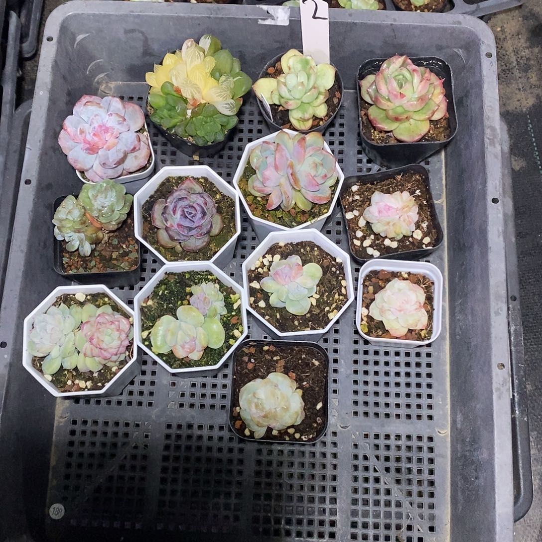 未***缠2号一筐13颗多肉植物石化