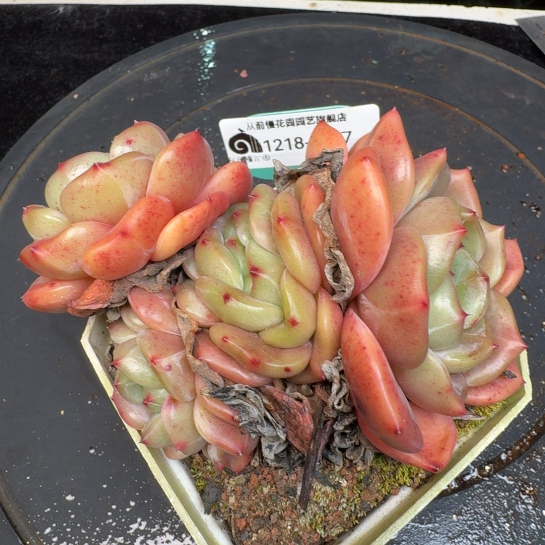 从前慢多肉精选编号1218.287