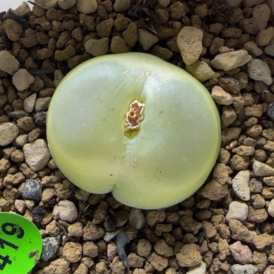 菠***冰专拍漂亮多肉植物419