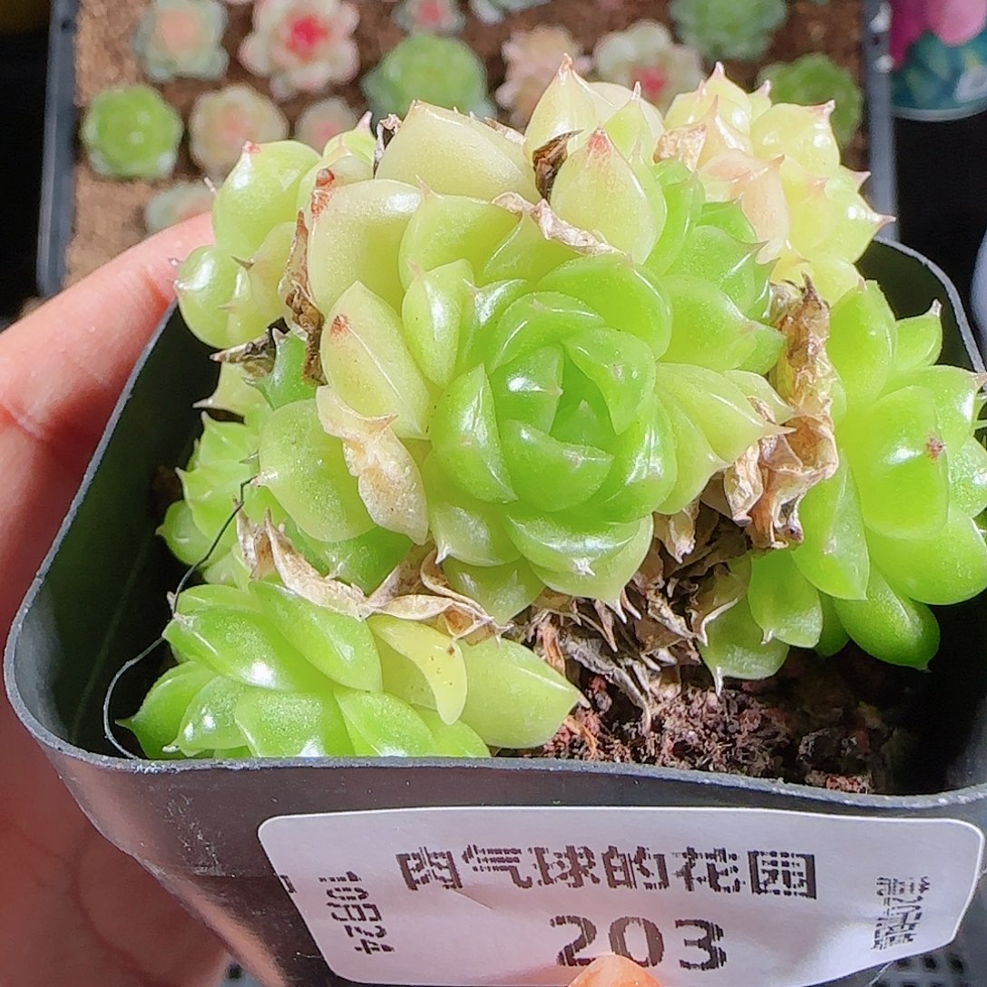 1024-203麦秆优选不包整