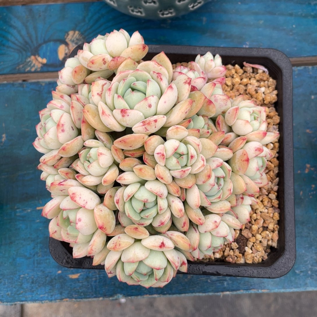 一物一拍中通快递