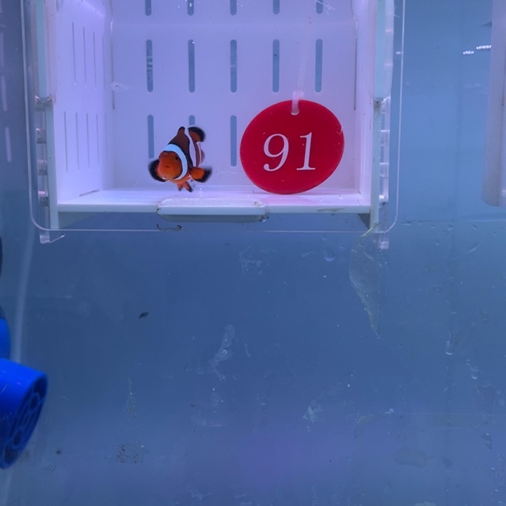海水鱼精品背心1条4左右