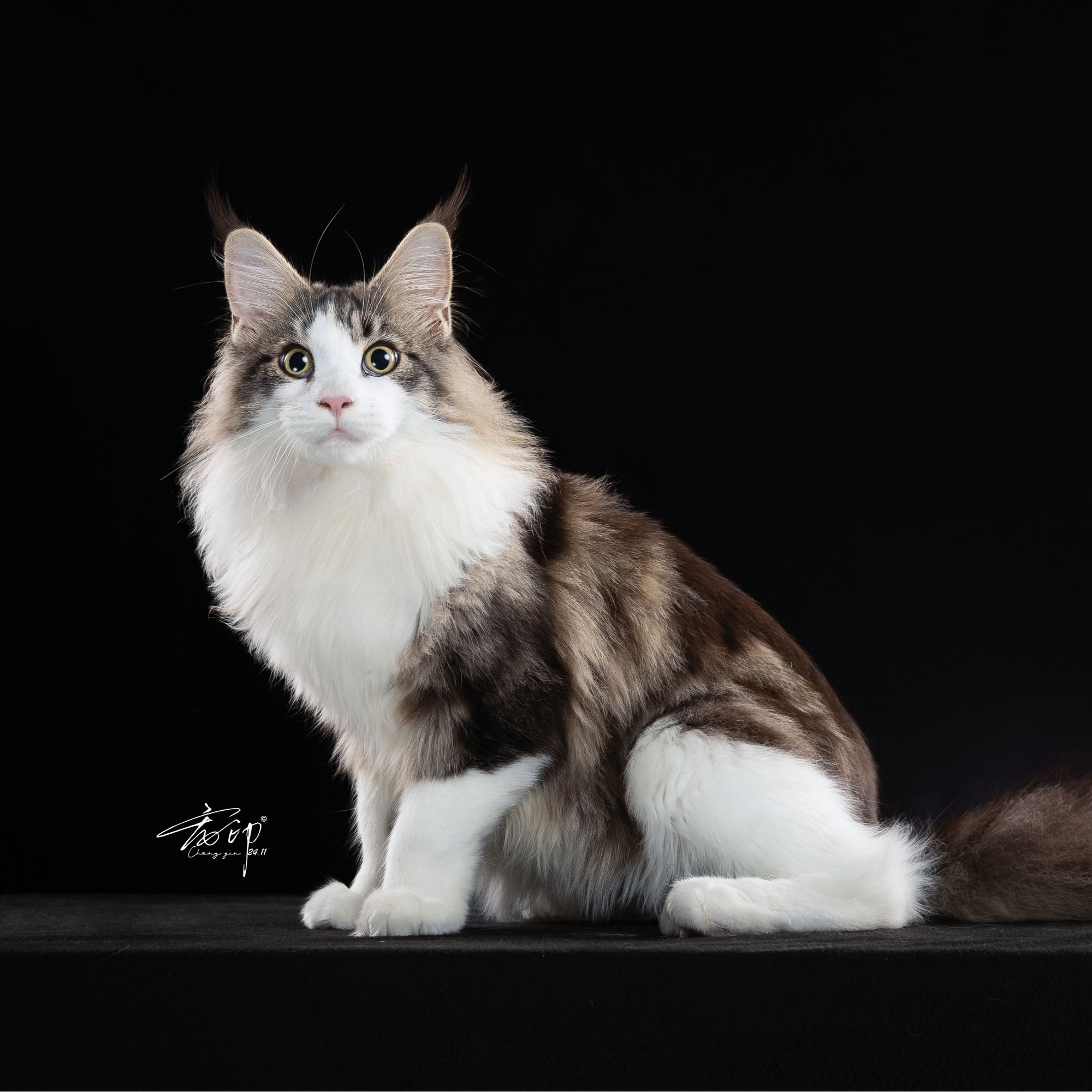 晴天缅因猫 直播链接 慎拍