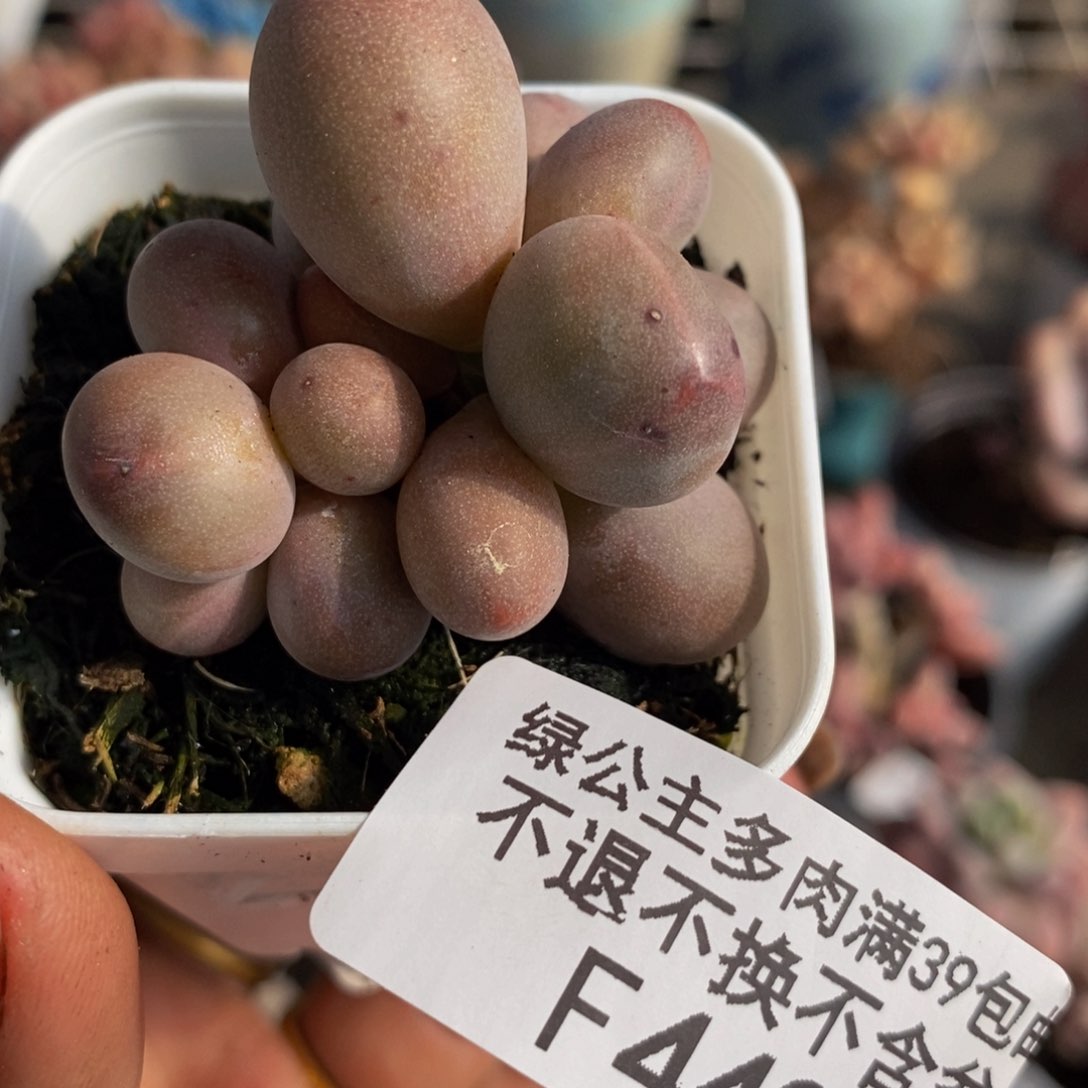 樱花奶酪442/3c m