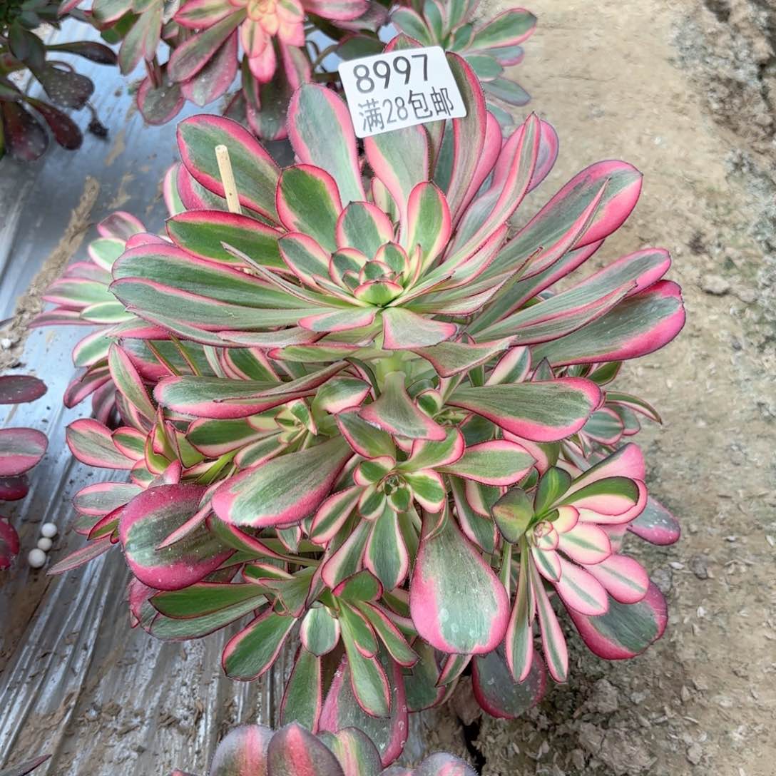 E.   8997丽娜多肉