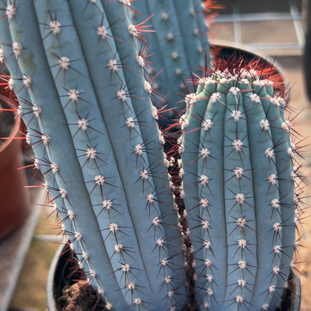 小***子零零落落 零零落落