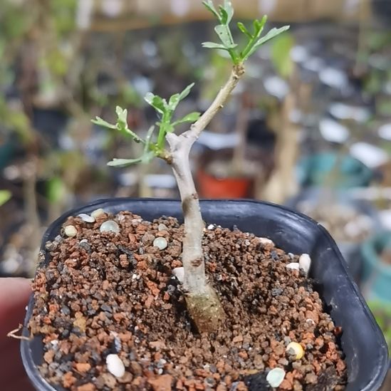 C***n鹿角橄榄带盆土发货