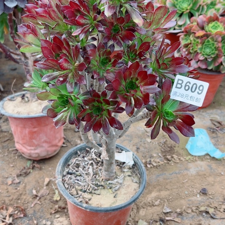 607黑法师多肉植物