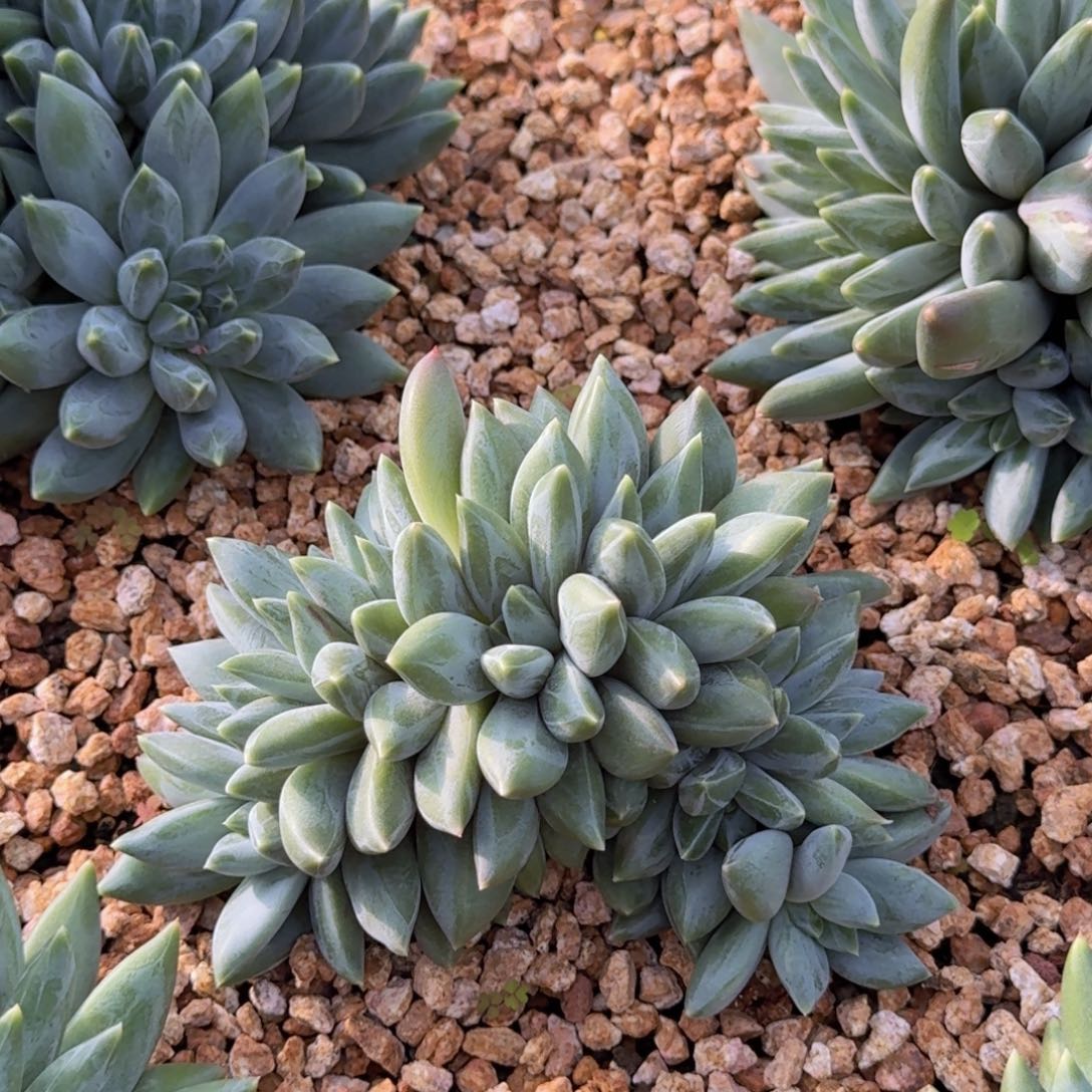 用***3重楼老桩精品多肉