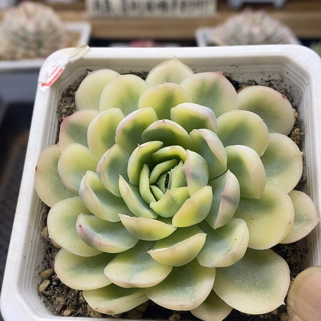 0744 草莓冰覆轮锦