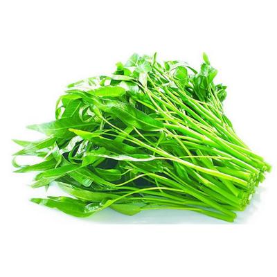 供港空心菜