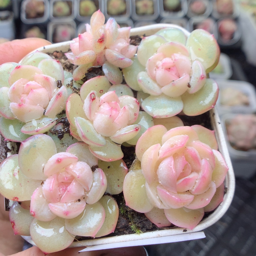 无花朵R98。yyyyyyy