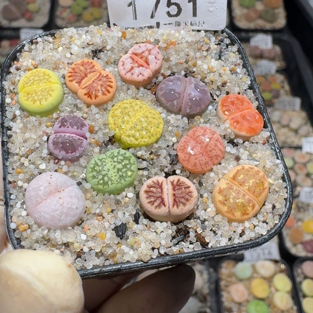 C***饭zzz生石花肉锥1751