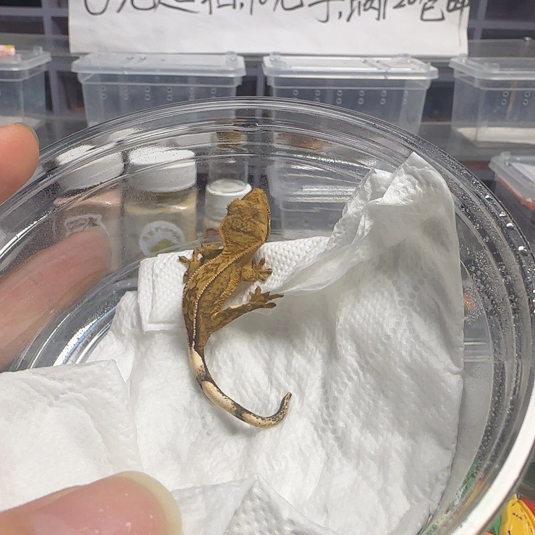 迷****睫角守宫睫角守宫大幼