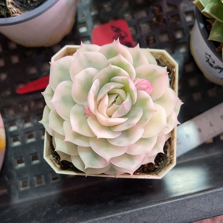 昂斯诺锦38包邮多肉