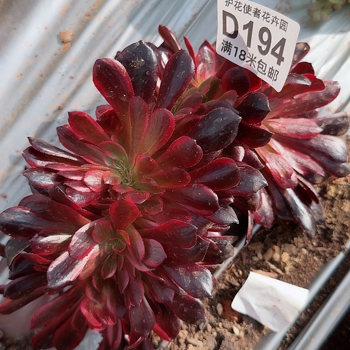 多肉法师白婚纱缀化