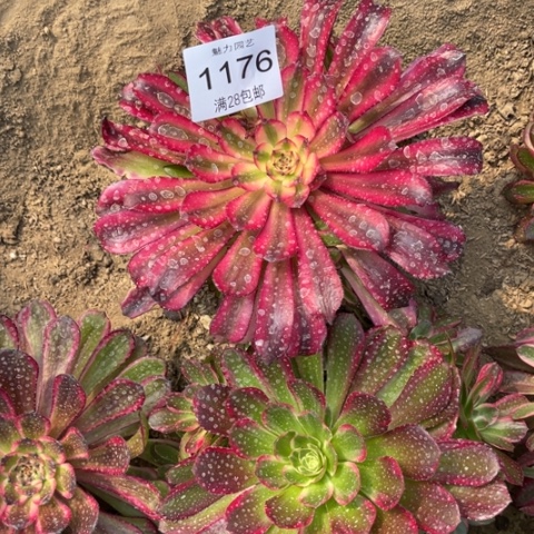 红魔多肉多肉1176