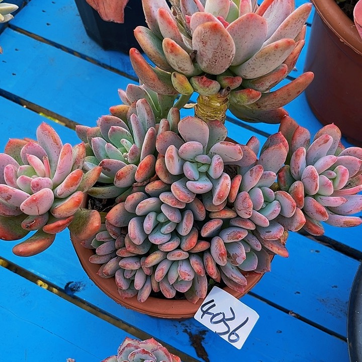 Y**o灰姑娘群生4036