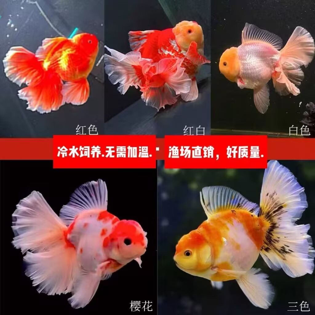 好养耐活的鸿运当头红狮子头金鱼冷水观赏鱼