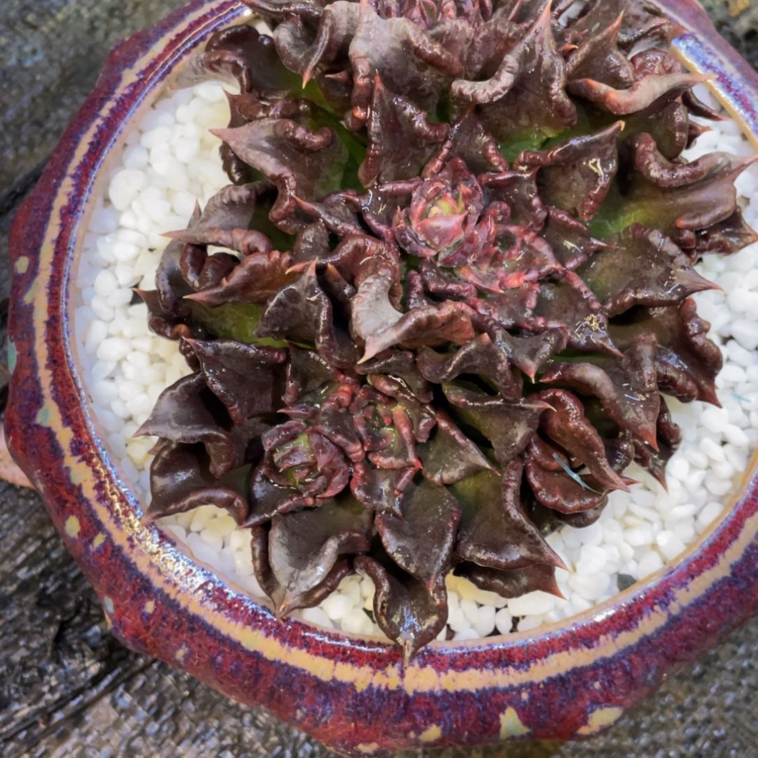 阳***烂多肉植物盆栽多肉