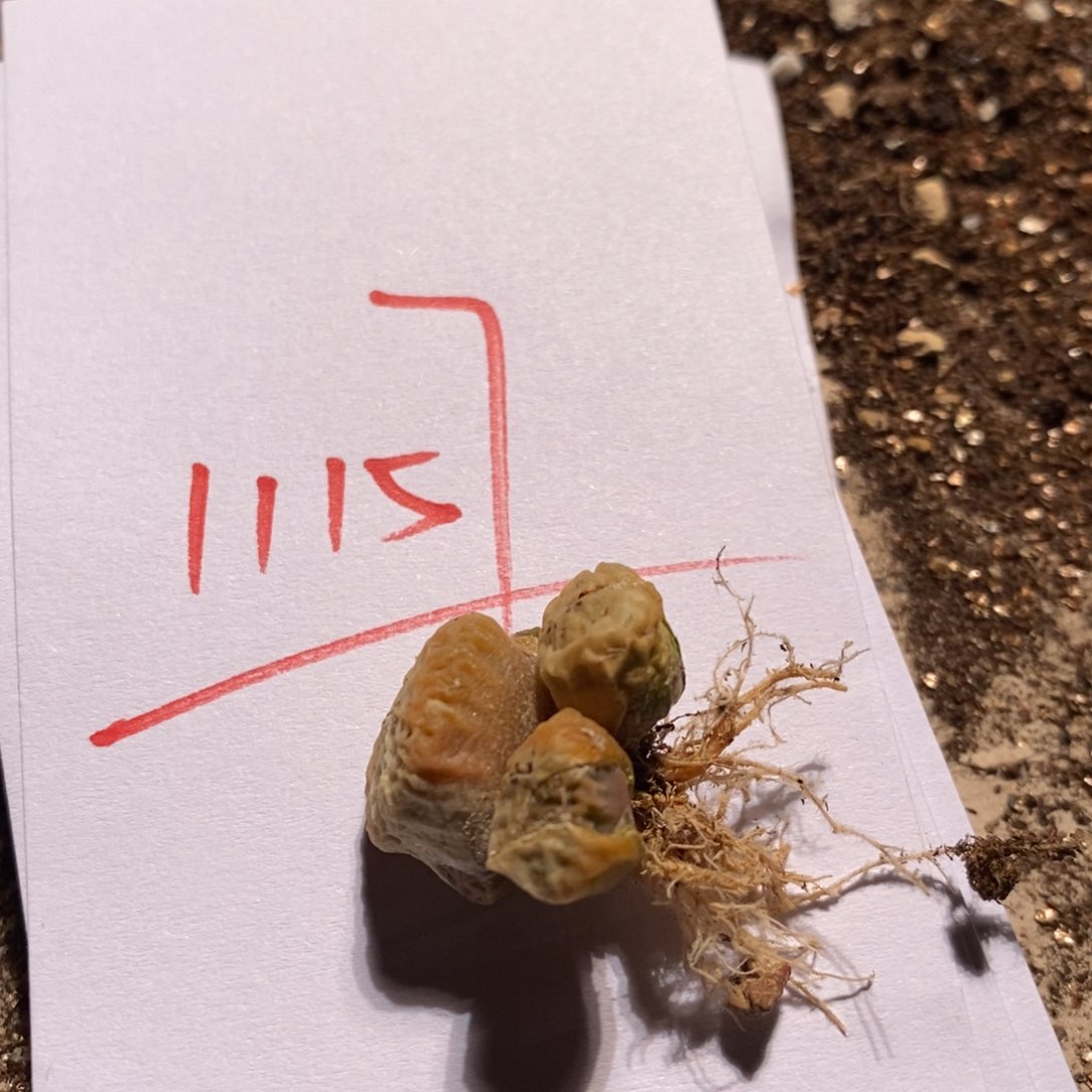 1*111157一个一个一个