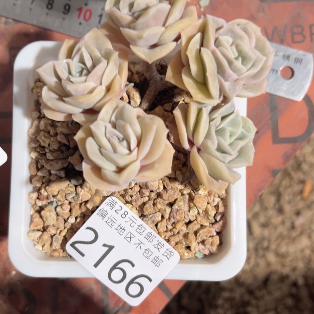 大2166；g c v c vvv b