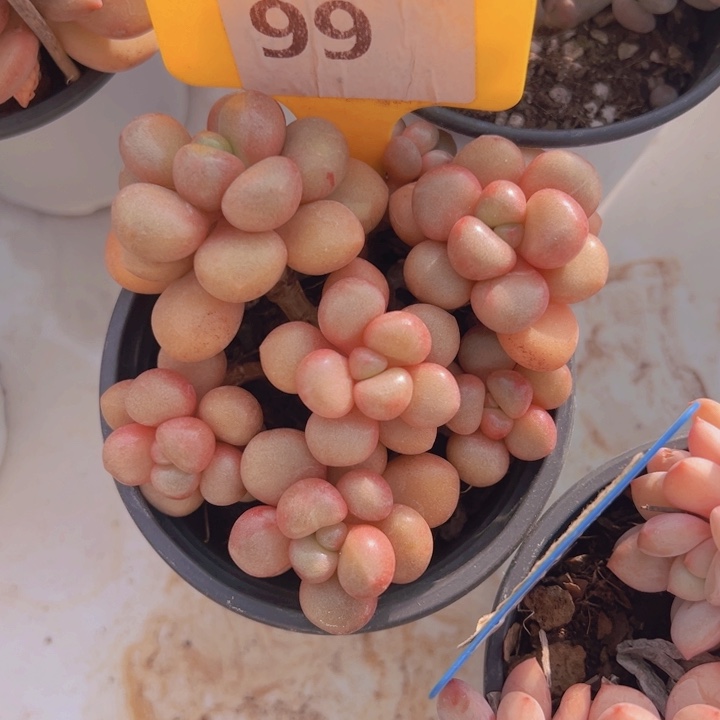 健健康康平平安安