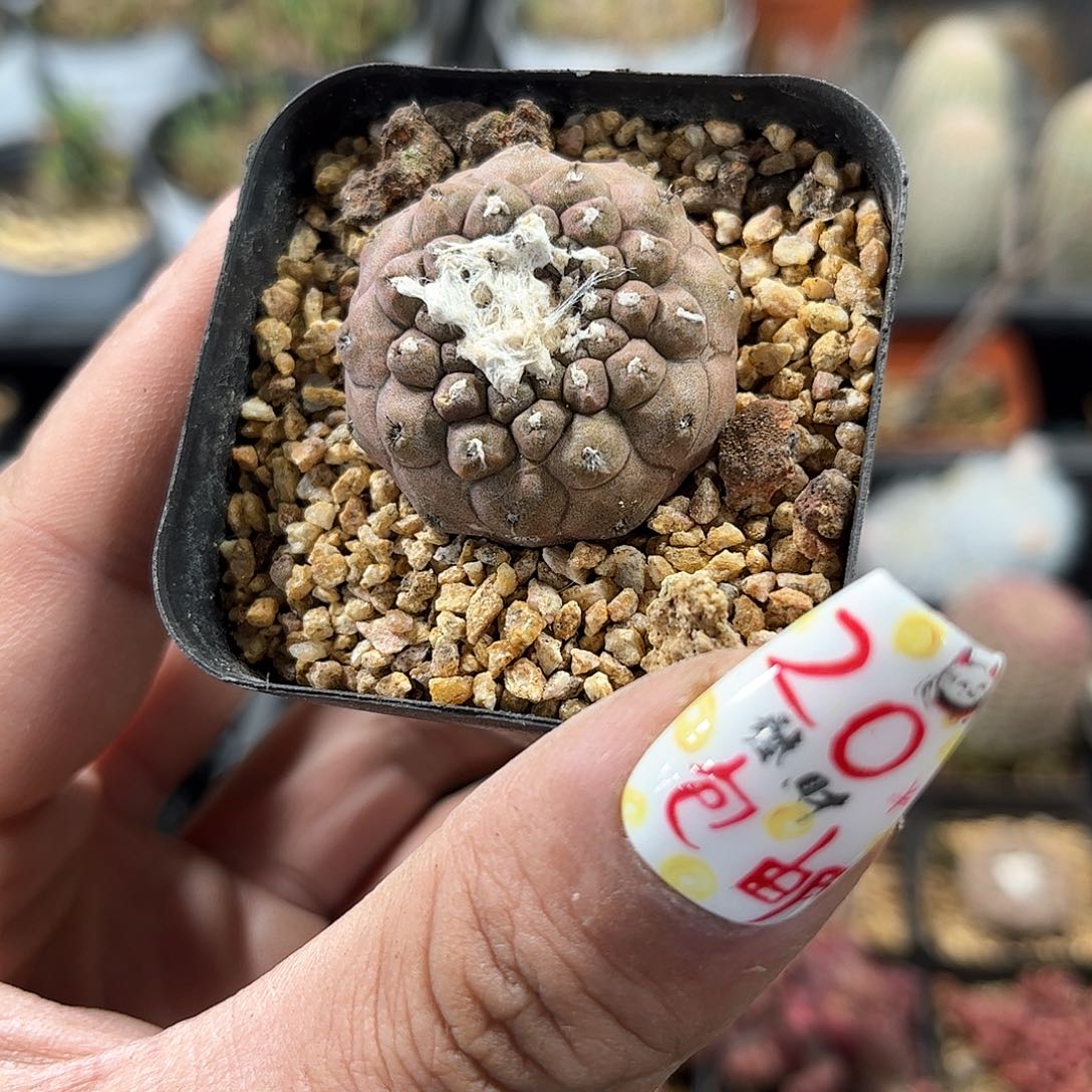 油仙人单头发货有根