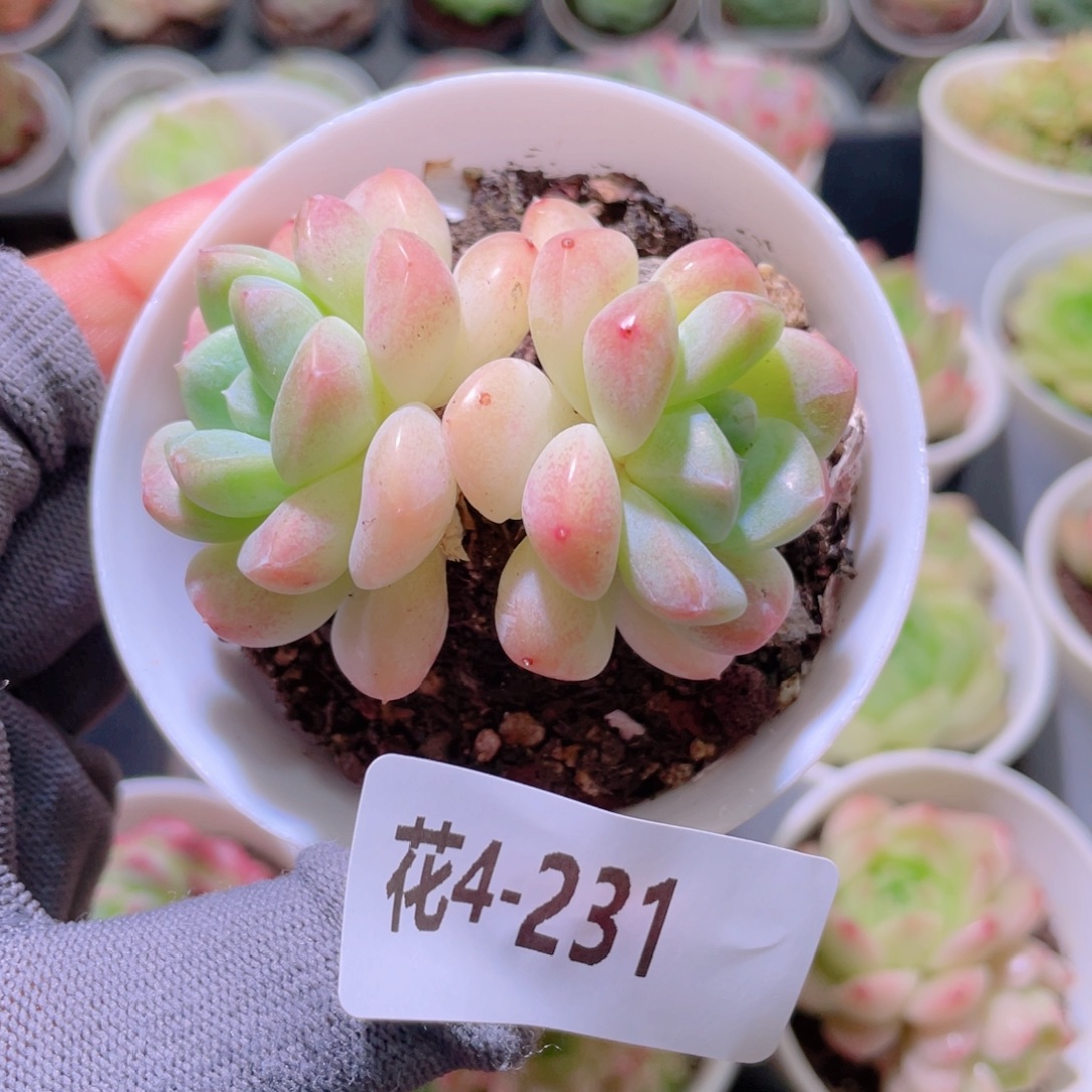 花利美4-231冰玉 