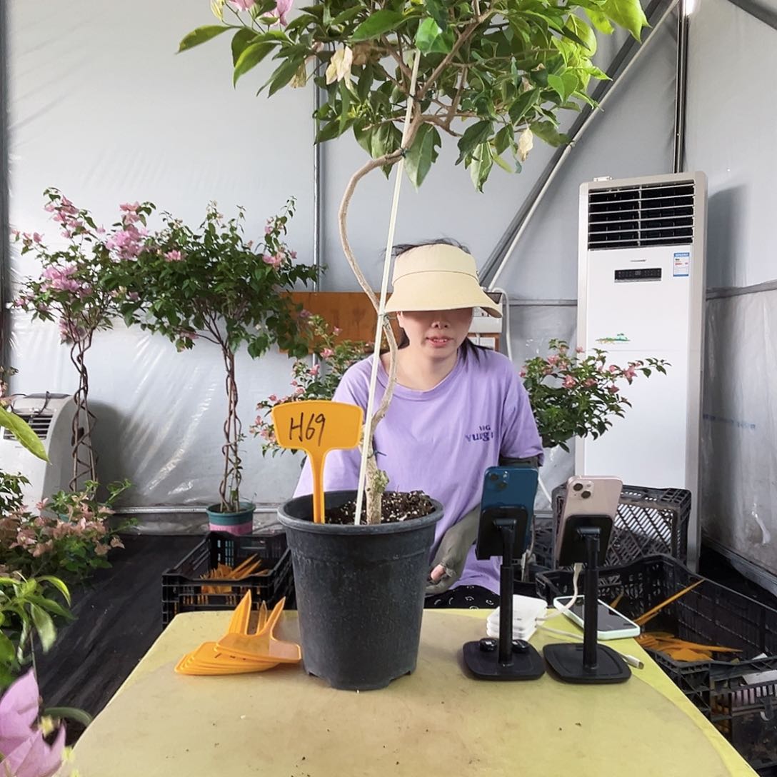 y***贝完全开放H69金边新加坡宫粉