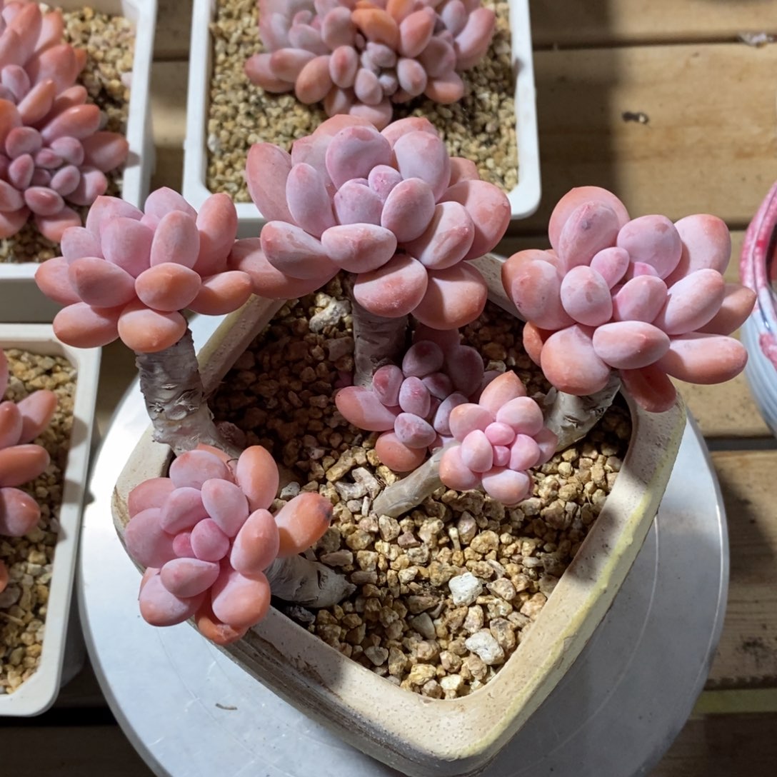 女神节快乐5678折起3月6号-3